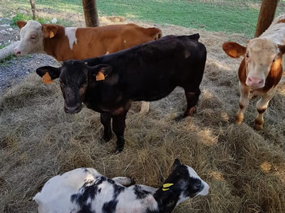 Prodotteria Casaleggi a Rezzoaglio