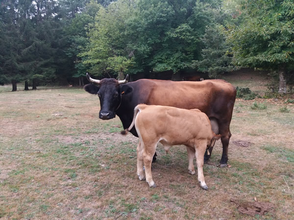 i Pascoli di Campo Riundu