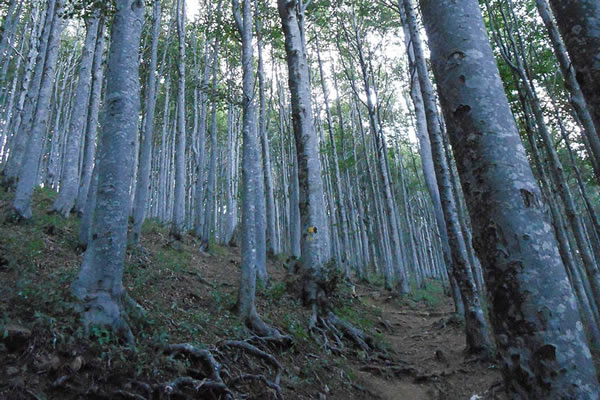 La foresta del monte Penna lungo il sentiero semplice